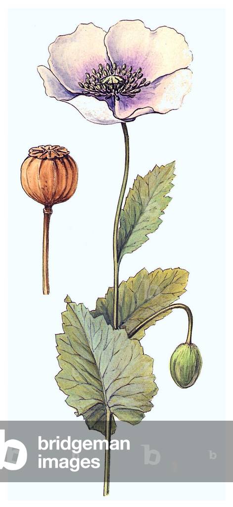 Papaver somniferum, the Opium Poppy, 19th century botanical painting