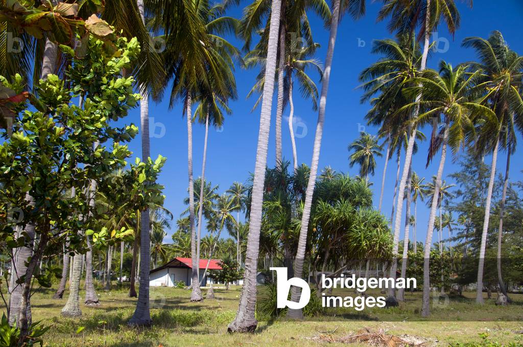 Thailand: Coconut plantation, Hat Na Dan, Nakhon Si Thammarat Province