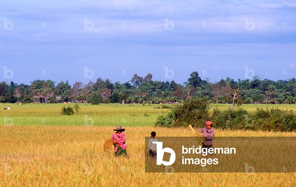 Cambodia: Harvesting rice in fields near Siem Reap