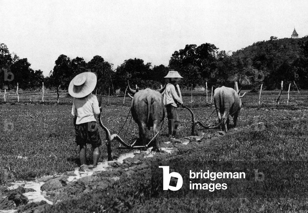 Thailand: Siamese farmers plough a rice field with water buffaloes, late-19th century.