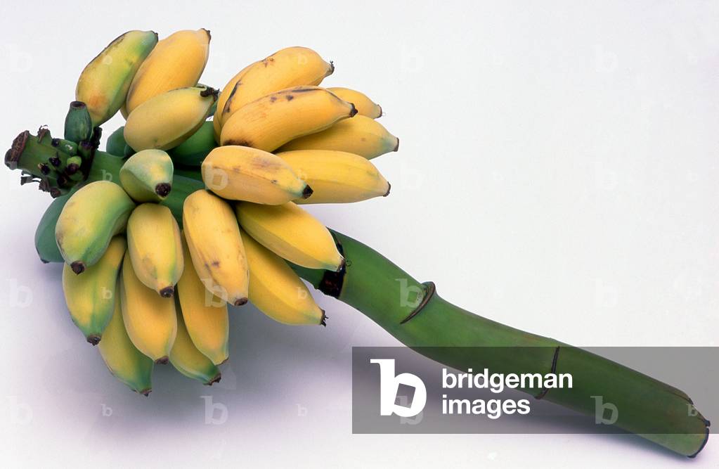 World: A bunch of bananas from Thailand