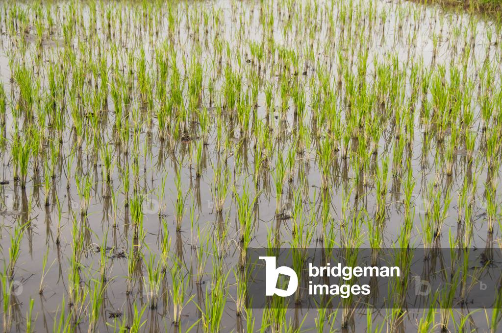 Thailand: New shoots of rice poke through a paddy field near Chiang Mai