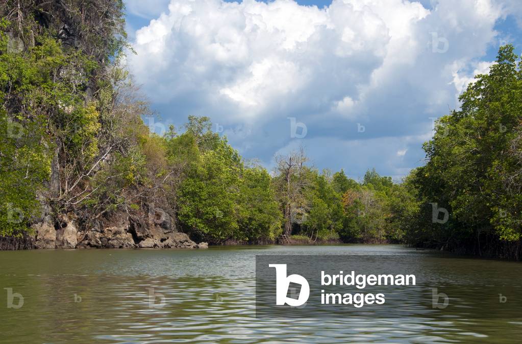 Thailand: Mangroves, near Krabi Town and Ko Klang, Krabi Province
