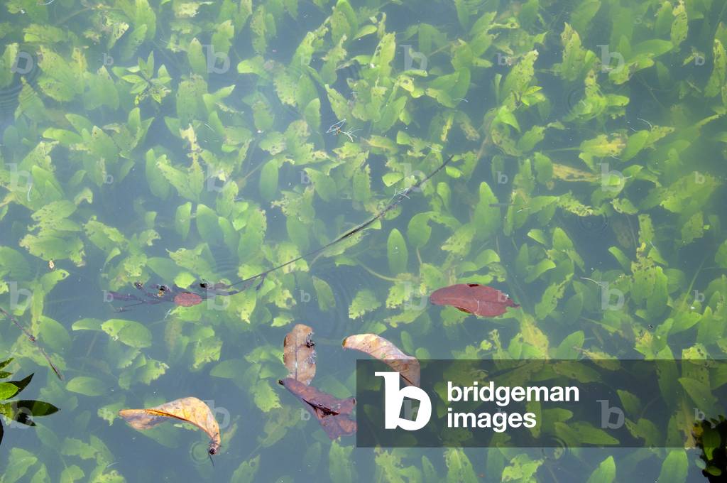 Thailand: Cryptocoryne (water trumpet) grows below the surface in Tha Pom swamp and forest, Krabi Coast