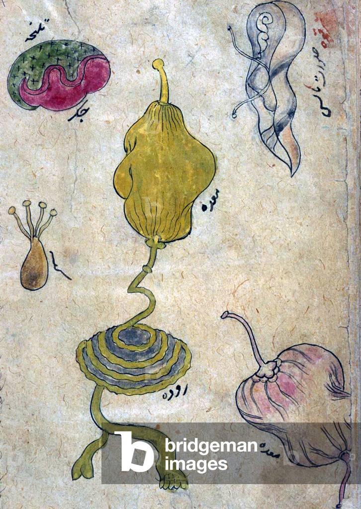 Persia / Iran: Anatomical illustration of internal organs from the Tibb-i Akbar, 'The medicine of Akbar'.