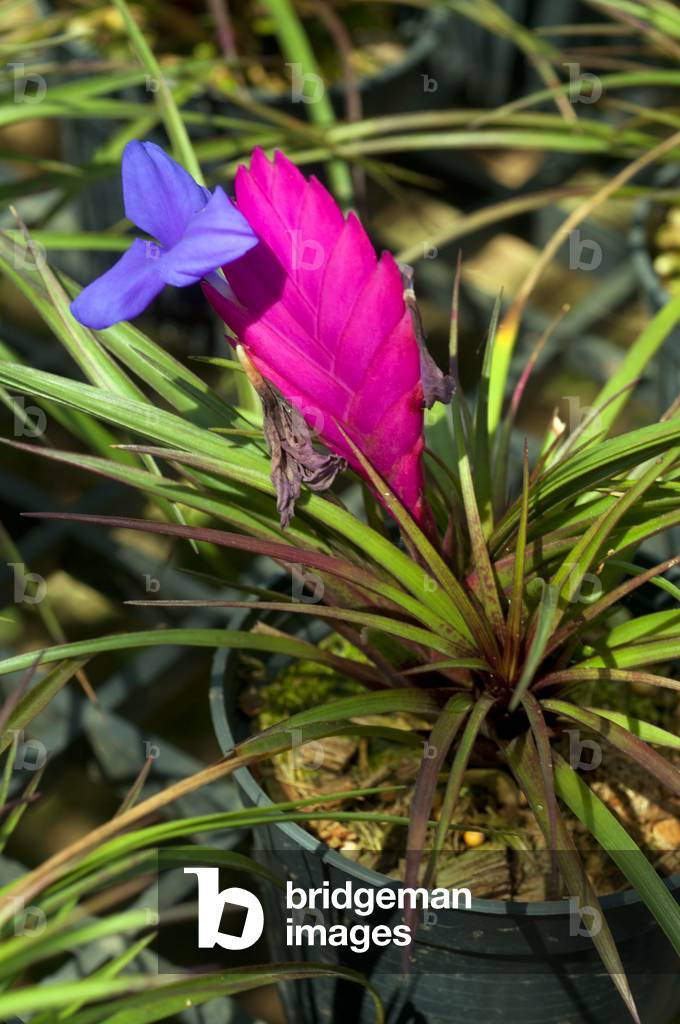 Thailand: Ban Nong Bong Cold Climate Flowers Market, Phu Ruea, Loei Province