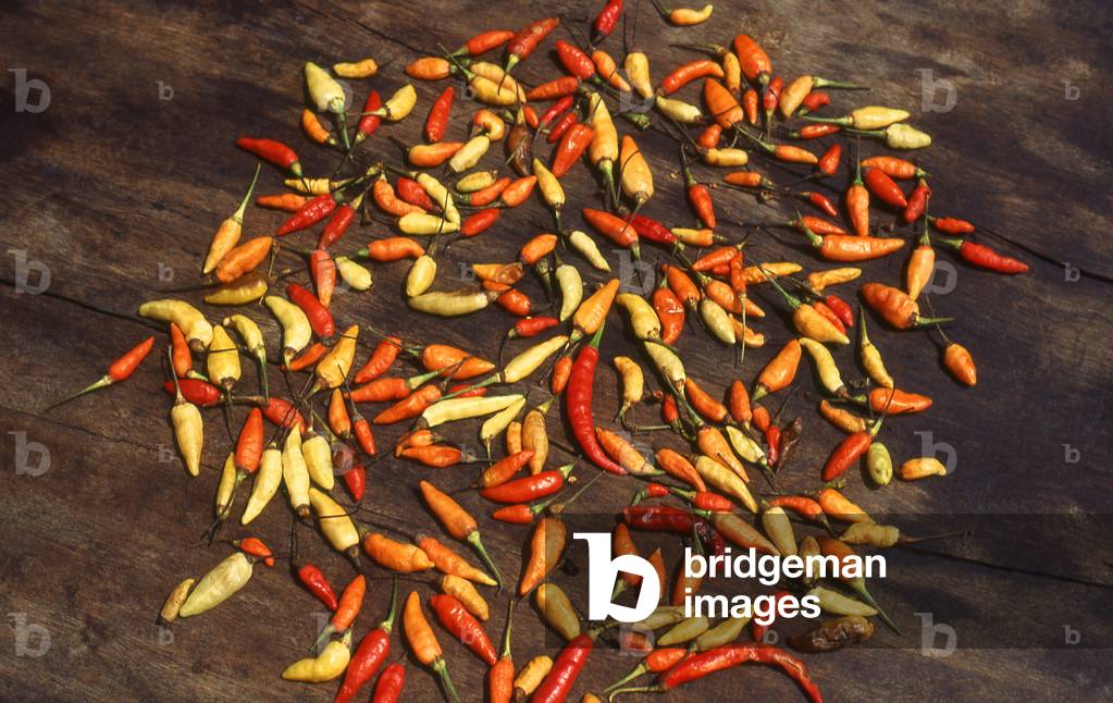 Cambodia: Red chillies drying in the sun, Phnom Penh