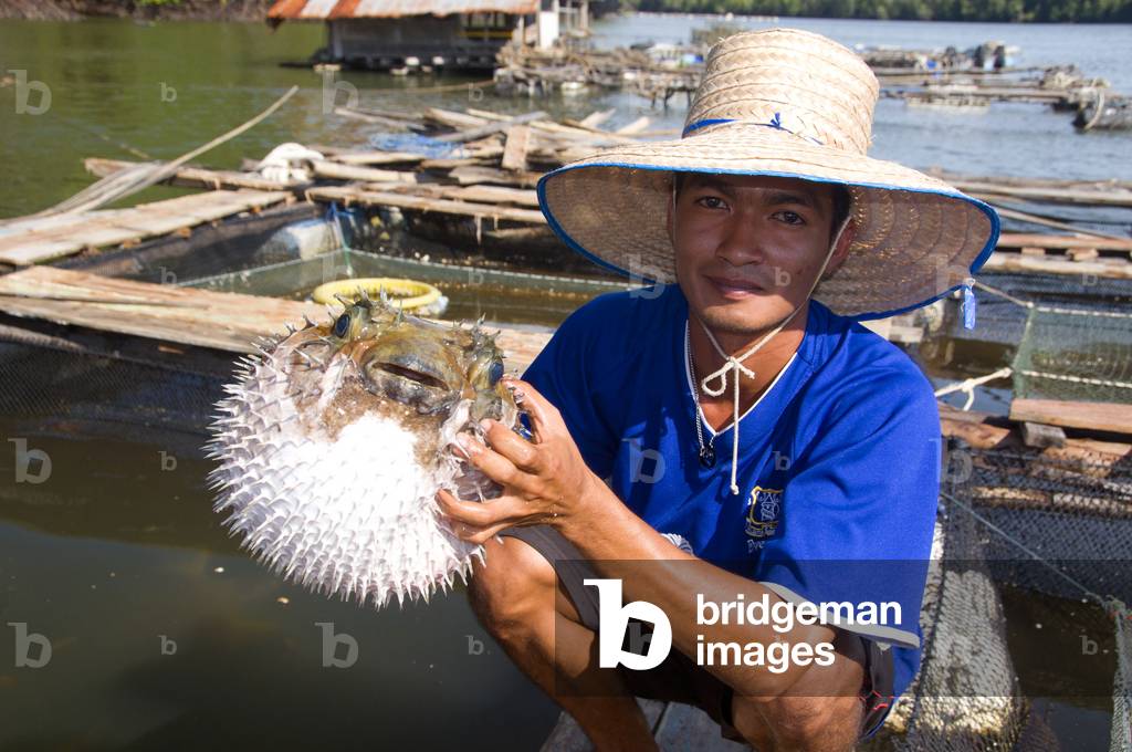 Thailand: Fish farmer and blowfish, Ko Klang, near Krabi Town, Krabi Province