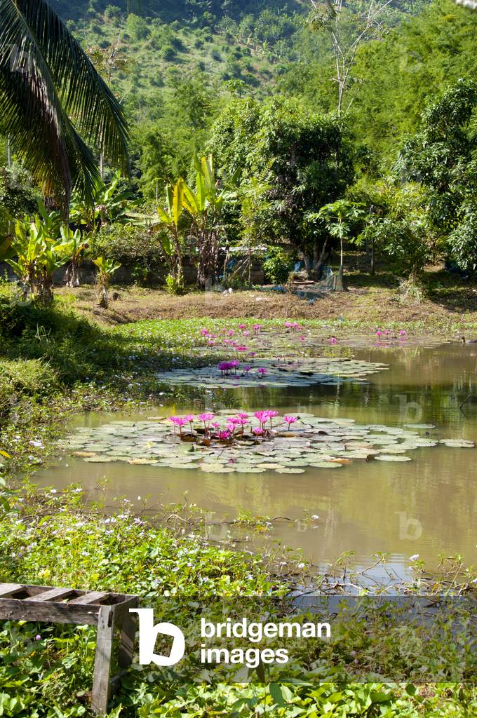 Thailand: A lotus-filled pond at Ban Hat Bia by the Mekong River, Loei Province