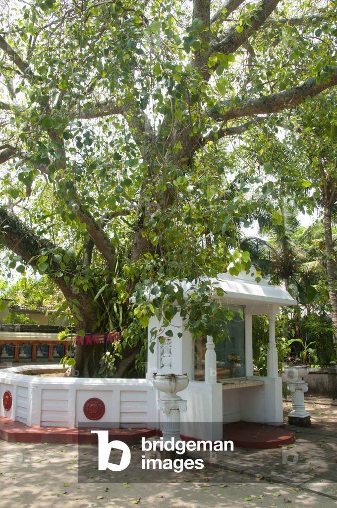Sri Lanka: Bodhi tree at a Buddhist temple in Mount Lavinia, south of Colombo