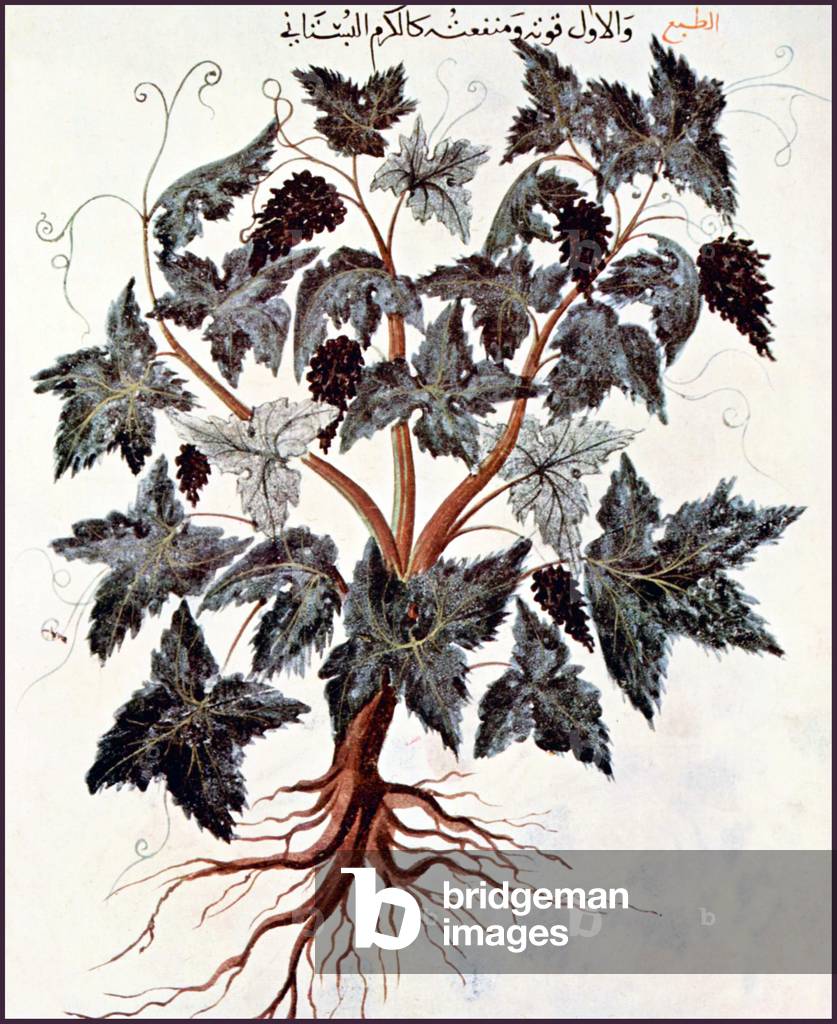 Iraq: Illuminated Arabic manuscript from a pharmacoepia or herbology of Diascorides, c. 12th century