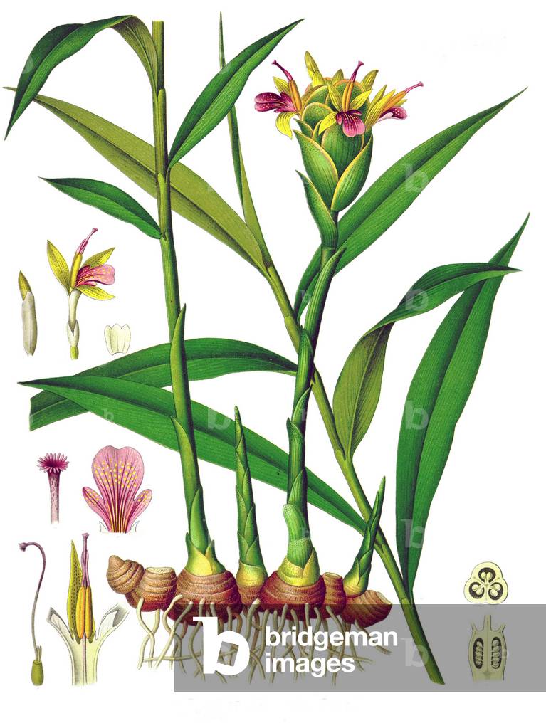 Germany: Zingiber officinale - Ginger - from Kohler's Medizinal Pflanzen, 1887