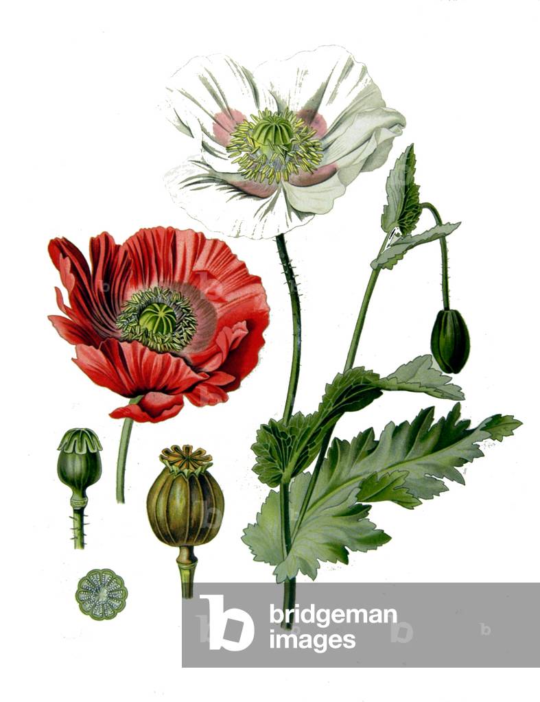 Papaver somniferum, the Opium Poppy, 19th century botanical painting