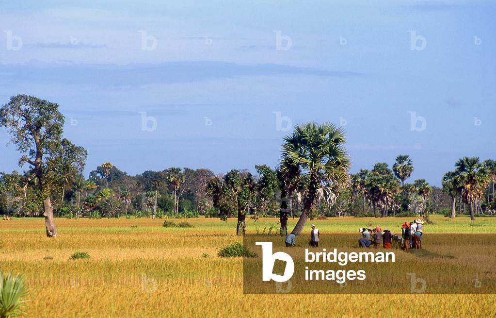 Cambodia: Harvesting rice in fields near Siem Reap