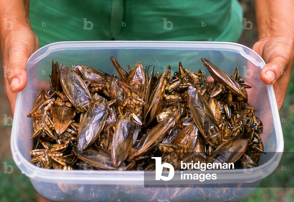 Thailand: Giant water bugs or 