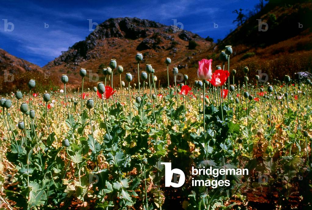 Thailand: Opium poppies (Papaver somniferum), northern Thailand, c. 1995