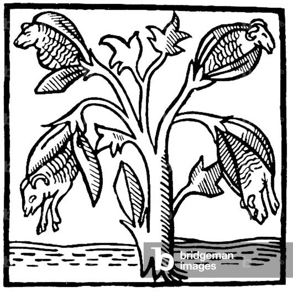 India: The 'cotton plant' as imagined by John Mandeville (c.1371)