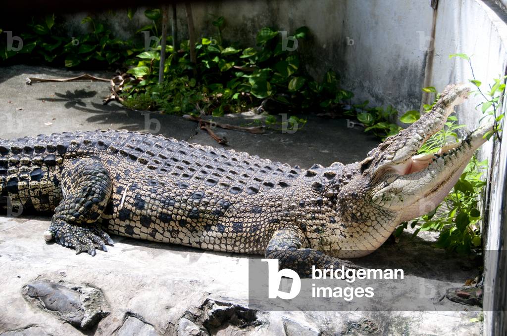 Thailand: Crocodile at Wat Chakkrawat, Bangkok