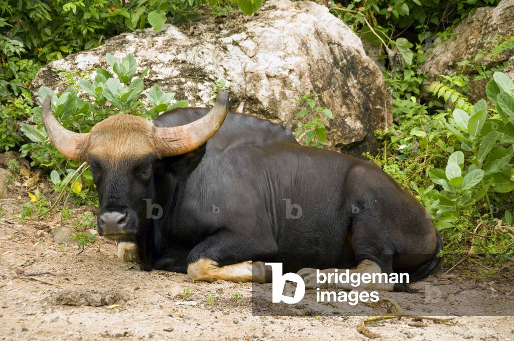 Thailand: Gaur (Bos gaurus), Khao Yai National Park, Nakhon Ratchasima Province