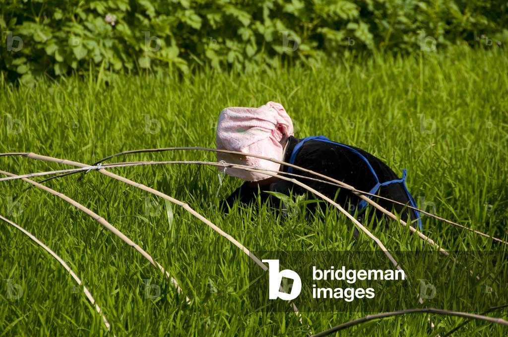 China: Working in the fields next to the Miao village of Langde Shang, southeast of Kaili, Guizhou Province