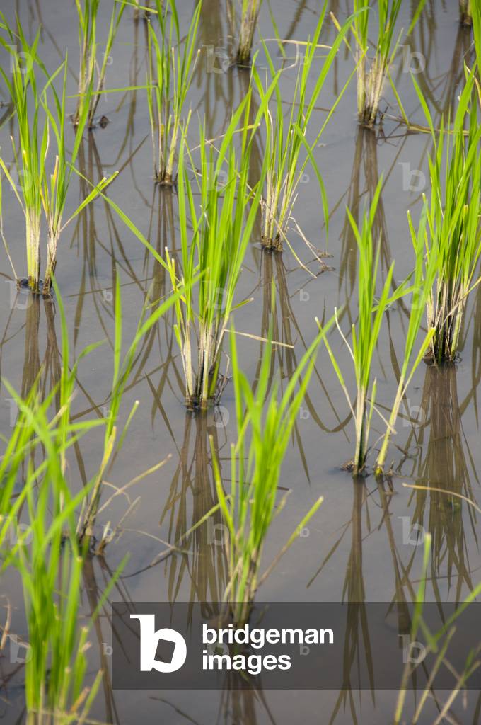 Thailand: New shoots of rice poke through a paddy field near Chiang Mai