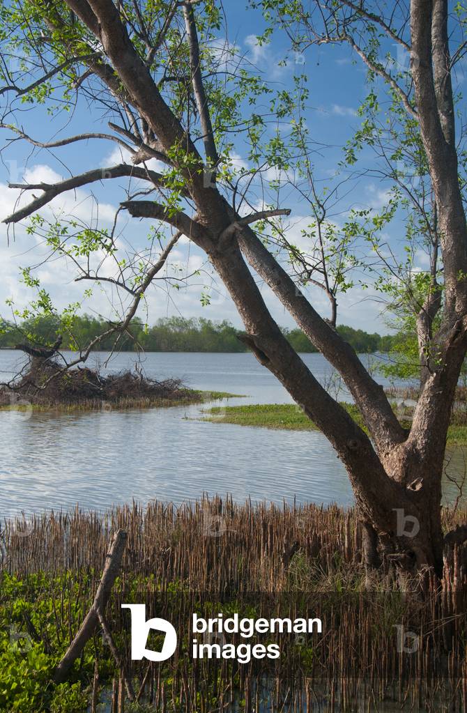 Thailand: Mangrove, Khu Khut Waterbird Park, Songkhla Province