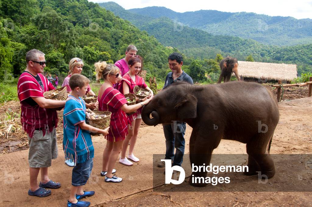 Thailand: A baby elephant makes friends, Patara Elephant Farm, Chiang Mai Province