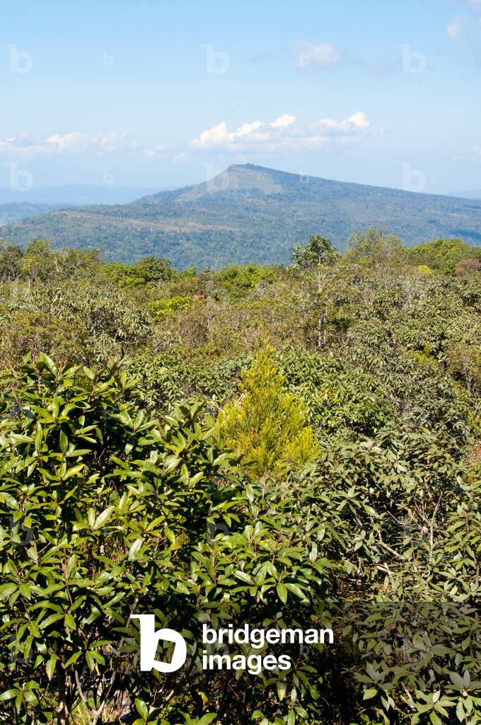 Thailand: View from the summit of Phu Luang Wildlife Sanctuary, Loei Province