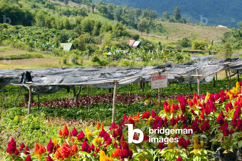 Thailand: Ban Nong Bong Cold Climate Flowers Market, Phu Ruea, Loei Province