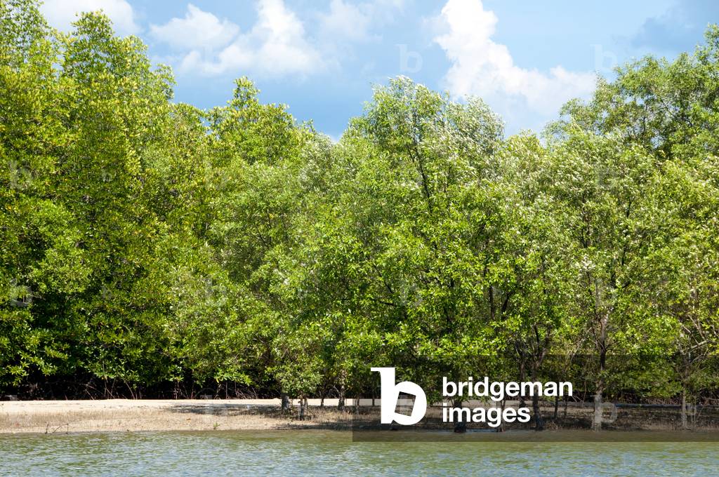 Thailand: Mangroves, near Krabi Town and Ko Klang, Krabi Province