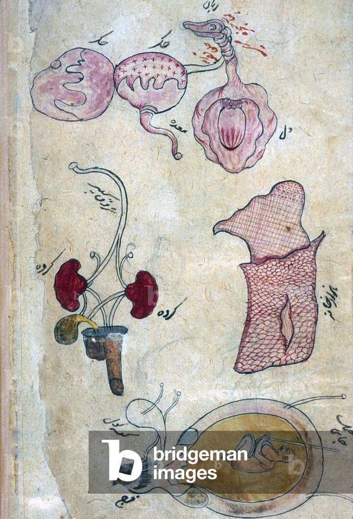 Persia / Iran: Anatomical illustration of internal organs from the Tibb-i Akbar, 'The medicine of Akbar'.