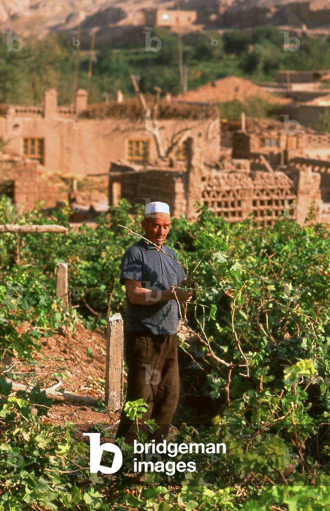 China: A Uighur man working in a vineyard in the village of Tuyoq near Turfan, Xinjiang Province