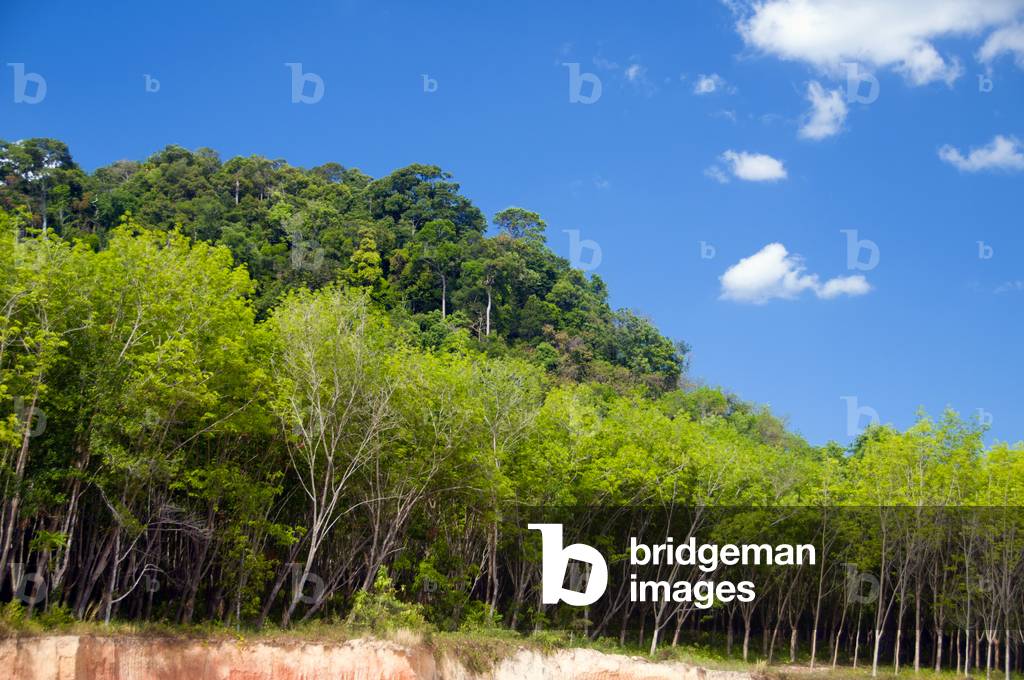 Thailand: Rubber plantation running near the beach, Hat Yao, Trang Province