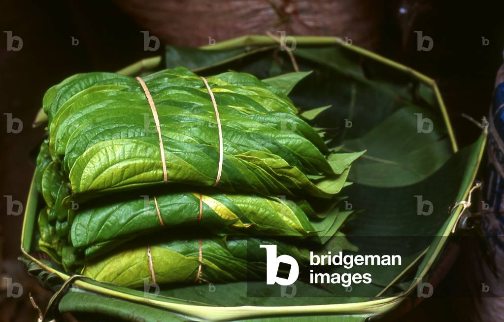 Cambodia: Betel leaves (used for making a betel quid or paan, a mild stimulant) in a Phnom Penh market