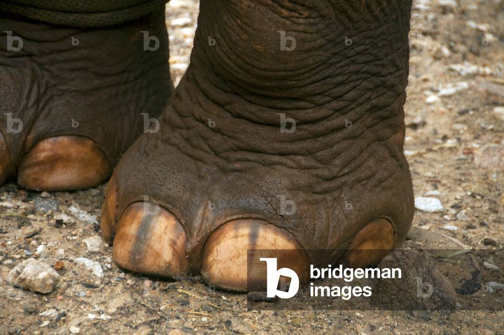 Thailand: An elephant's perfect toenails, Patara Elephant Farm, Chiang Mai Province
