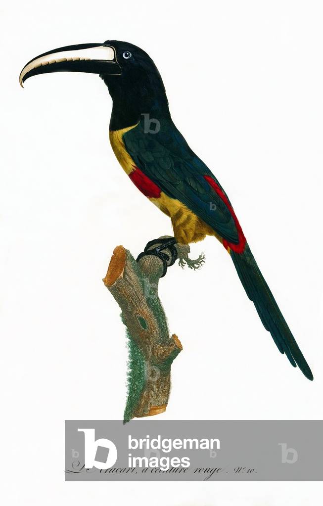 South & Central America: Early 19th century hand-painted illustration of various species of Toucan