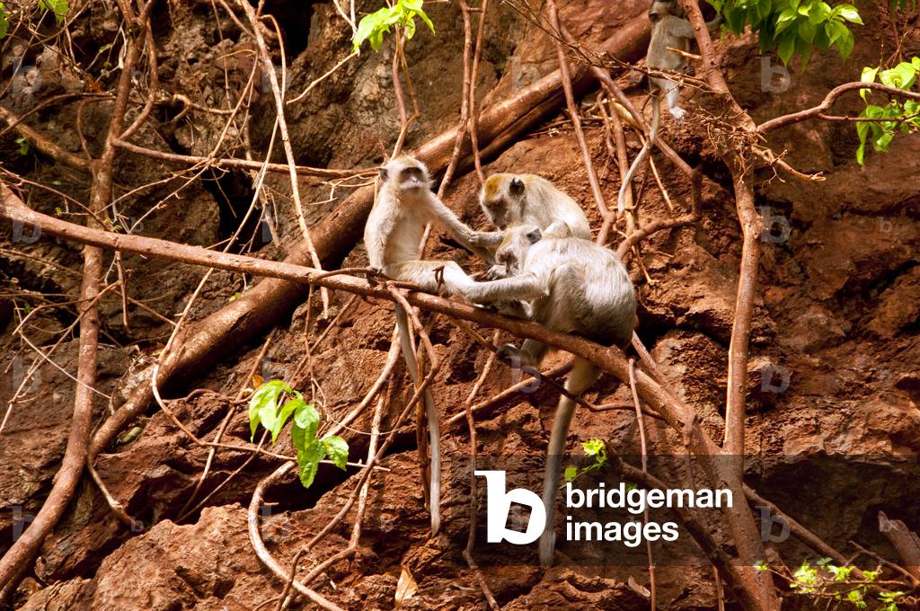 Thailand: Long-tailed macaque at Wat Tham Seua, Krabi Town, Krabi Province, Southern Thailand