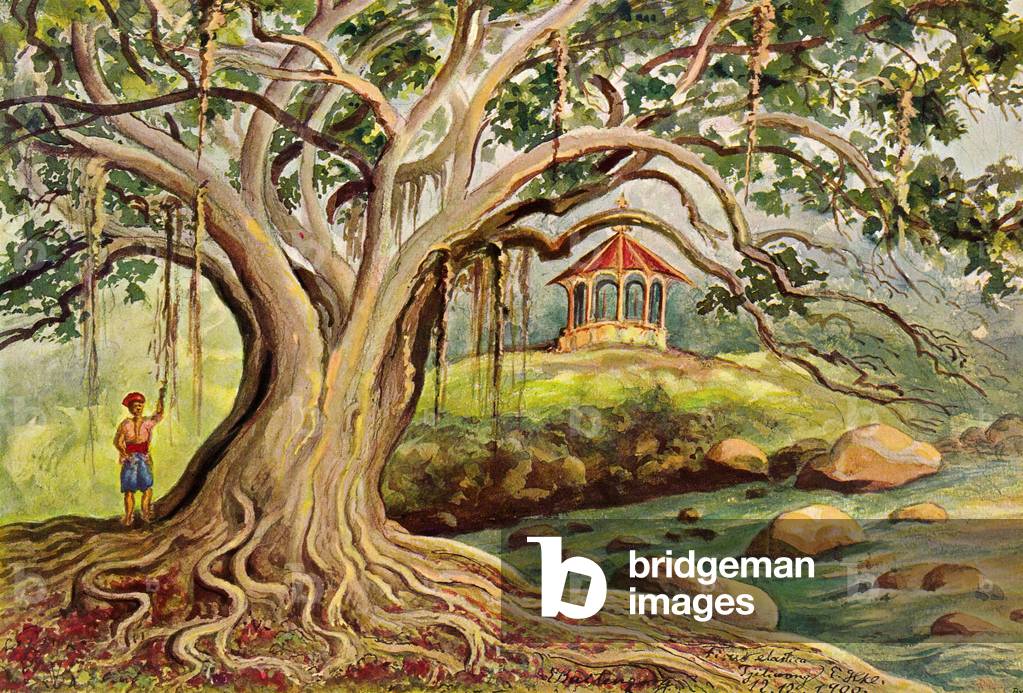Indonesia: A rubber tree at Bogor, Java. Watercolour by the German scientist and traveller Ernst Haeckel, c.1882.