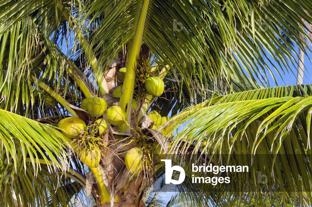 Thailand: Coconut palm, Hat Sai Ri, Ko Tao,