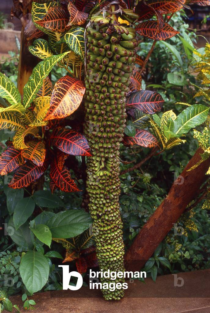 Thailand: A small variety of banana growing in the shape of an elephant trunk, Trang, southern Thailand