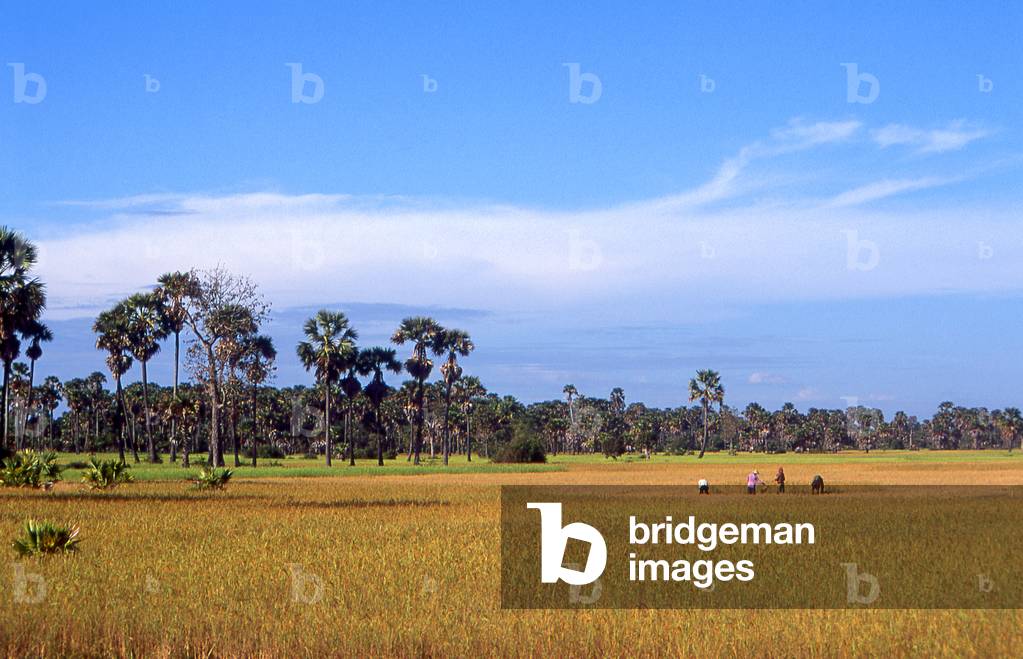 Cambodia: Harvesting rice in fields near Siem Reap