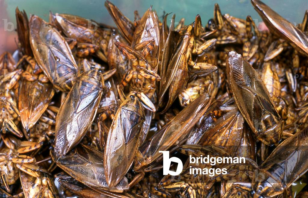 Thailand: Giant water bugs or 