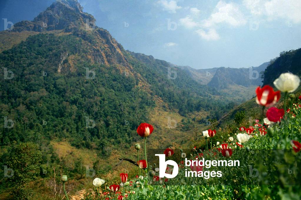 Thailand: Opium poppies (Papaver somniferum), northern Thailand, c. 1995