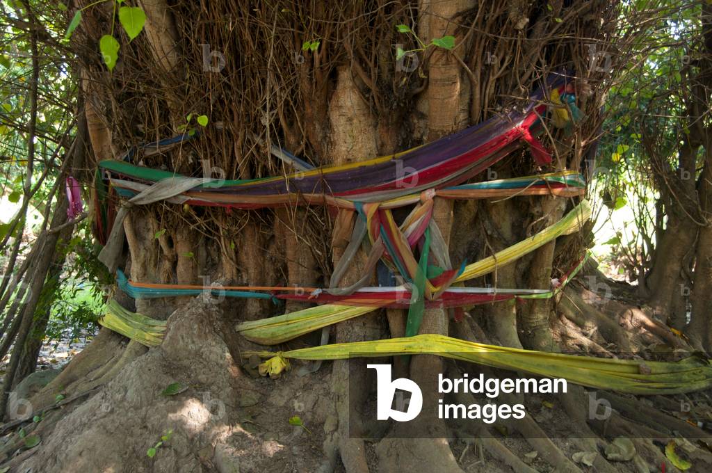 Thailand: A wrapped bo tree, Wat Ton Pho, Wiang Thakan, Chiang Mai Province
