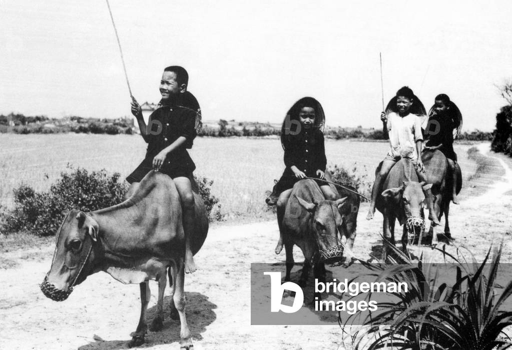 Vietnam: Boys cow-herding, Hoi An (1950)