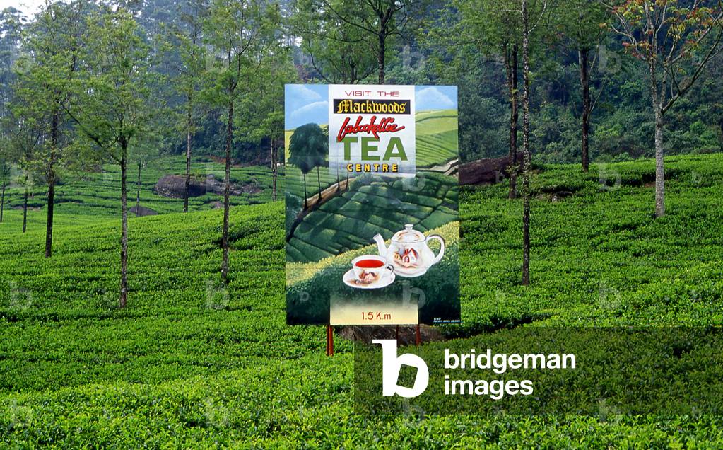 Sri Lanka: Mackwood's Tea Centre, Labookellie, Nuwara Eliya, central Sri Lanka