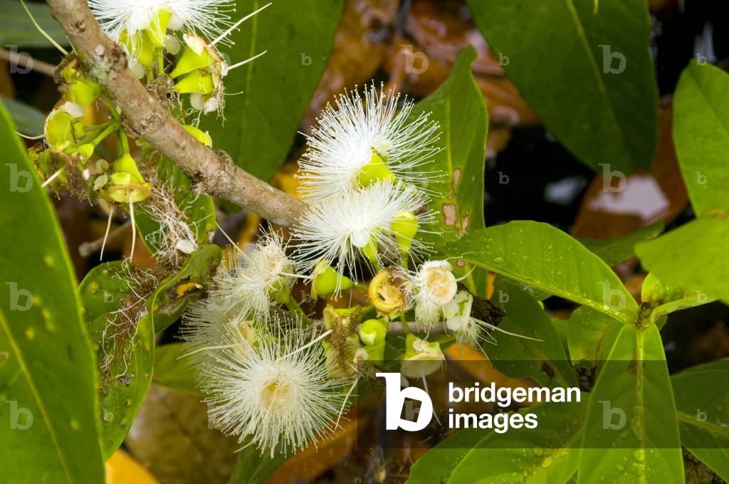 Thailand: Unusual flora in Tha Pom swamp and forest, Krabi Coast
