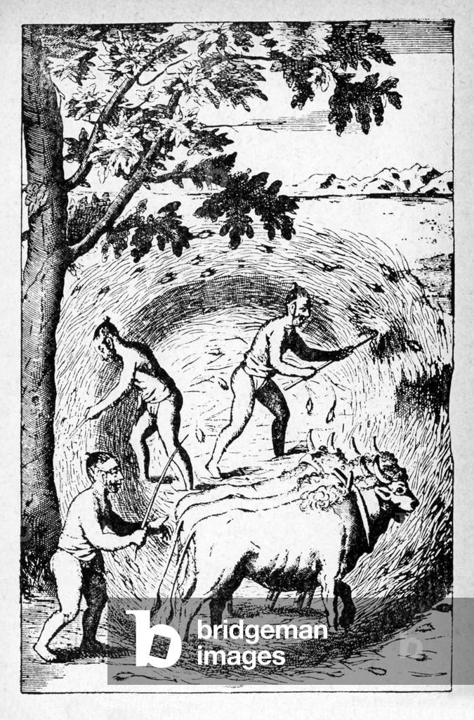Sri Lanka: 'The manner of treading out their rice' (Knox, 1681).