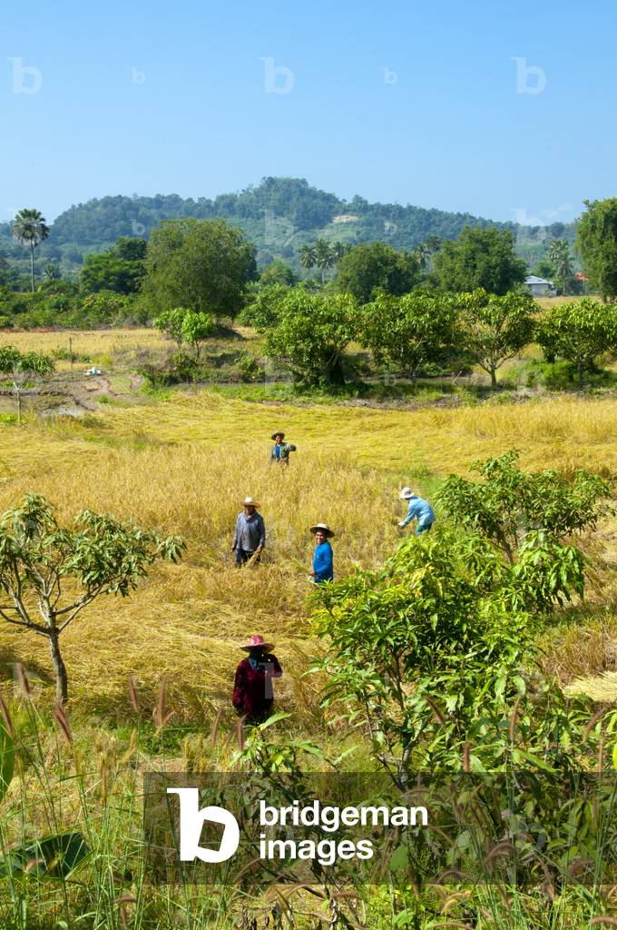 Thailand: Harvesting rice in fields below Wat Phra Phuttha Bat Phu Kwai Ngoen by the Mekong River, Loei Province