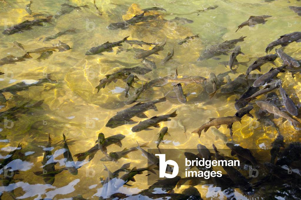 Thailand: Carp in the pools next to the Phlio Waterfall, Nam Tok Phlio (Phliw) National Park, Chanthaburi Province